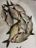 IMG_7554.jpeg