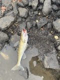 IMG_5271.jpeg