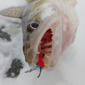 IMG_20250205_101852.jpg