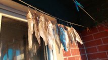 IMG-20250208-WA0008.jpeg