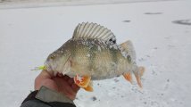 IMG_20250209_121854.jpg
