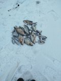 IMG_20250210_115119.jpg
