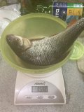 IMG_6419.jpeg