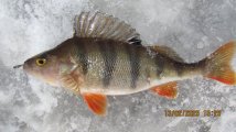 IMG_3507.JPG