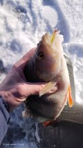 IMG_20250217_142630.jpg