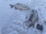 IMG_3833.jpeg