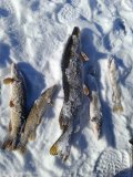 IMG_20250222_113545.jpg