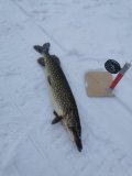 IMG_20250302_091726.jpg