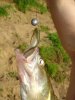 DSC04500_1.jpg