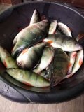 IMG_20250305_195256.jpg