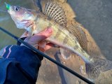IMG_20250308_125135.jpg
