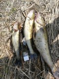 IMG_20190715_094004.jpg