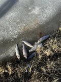 IMG_8566.jpeg