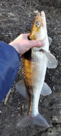 IMG_20250315_173429717.jpg