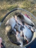 IMG_2535.jpeg