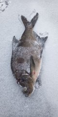 IMG_20250209_123207.jpg