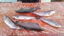 IMG-20250321-WA0045.jpg
