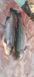 IMG-20250321-WA0067.jpg
