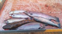 IMG-20250321-WA0080.jpg