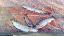 IMG-20250322-WA0036.jpg