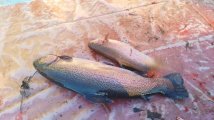 IMG-20250322-WA0059.jpg