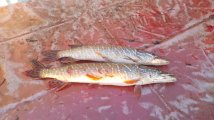 IMG-20250322-WA0066.jpg