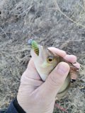 IMG_20250322_082615.jpg