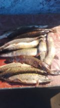 IMG-20250323-WA0013.jpg