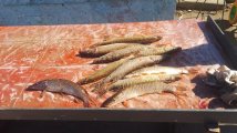 IMG-20250323-WA0015.jpg