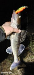 IMG_20241129_231246.jpg