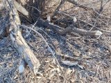 IMG_20250322_090628.jpg