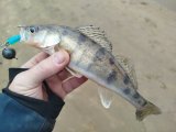 IMG_20250326_121451.jpg