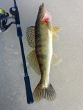 IMG_20250311_115542_617.jpg