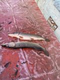 IMG-20250329-WA0071.jpg