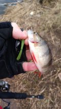 IMG_20250330_084948.jpg