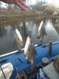 IMG_20250330_153006.jpg