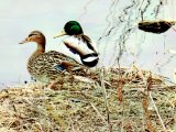 IMG_20250330_202055.jpg