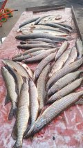 IMG-20250331-WA0047.jpg
