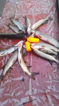 IMG-20250331-WA0057.jpg