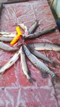 IMG-20250331-WA0058.jpg