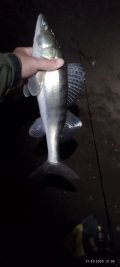 IMG_20250331_210615.jpg