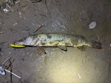 IMG_6689.jpeg
