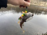 IMG_3395.jpeg