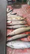 IMG-20250401-WA0017.jpg