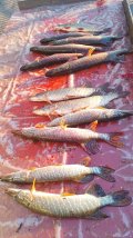 IMG-20250402-WA0050.jpg