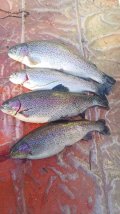IMG-20250403-WA0046.jpg