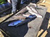 IMG_20250404_071750_165.jpg