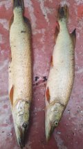 IMG-20250404-WA0048.jpg
