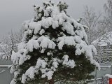 IMG_20250408_083131.jpg