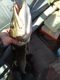 IMG_20250408_150755.jpg
